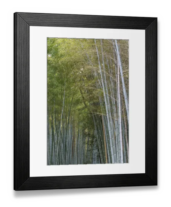 Framed Print : Long bamboo forest rising upwards in a thick green canopy