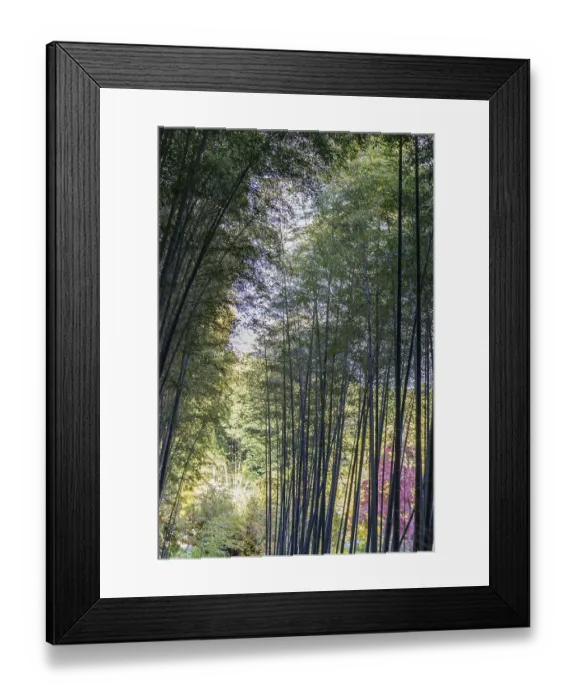 Framed Print : Dense bamboo forest with translucent canopy