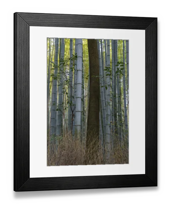 Framed Print : Dense bamboo forest with individual tall trees and undergrowth