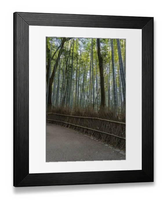 Framed Print : Trail through tall bamboo forest with surrounding trees and thick greenery