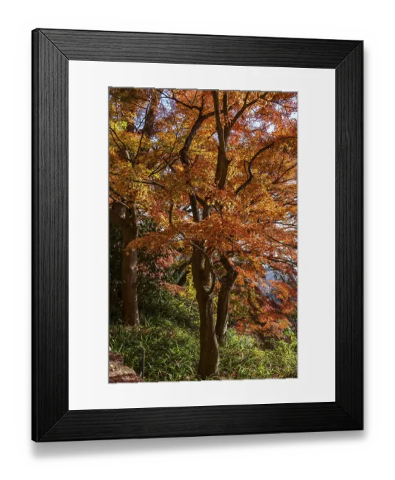 Framed Print : Trees with orange leaves along a forest trail Framed Print : Trees with orange leaves along a forest trail
