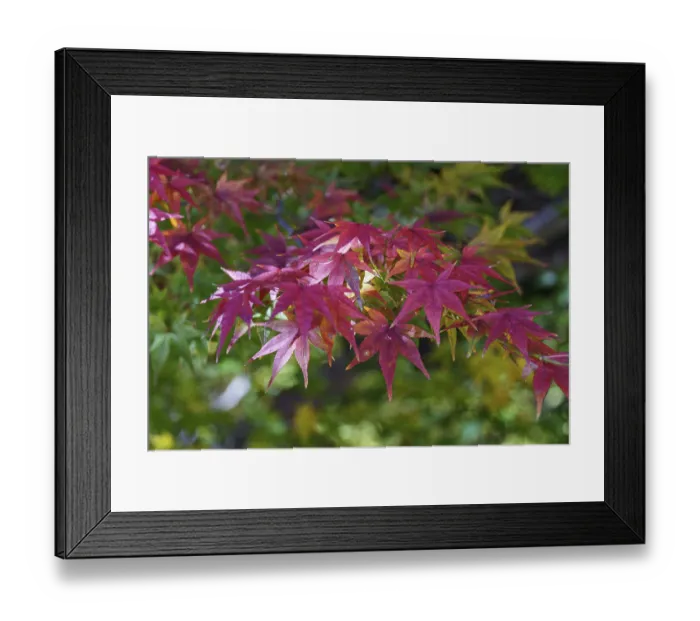 Framed Print : Colourful maple leaves in autumn forest