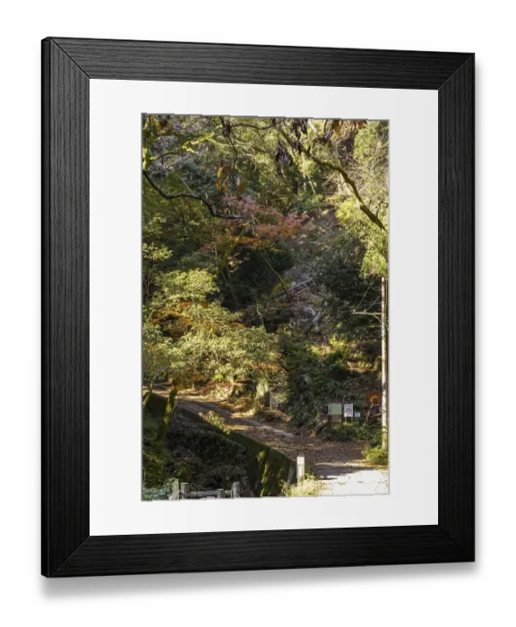 Framed Print : Autumn forest trail with light and shadow surrounded by green and brown trees Framed Print : Autumn forest trail with light and shadow surrounded by green and brown trees