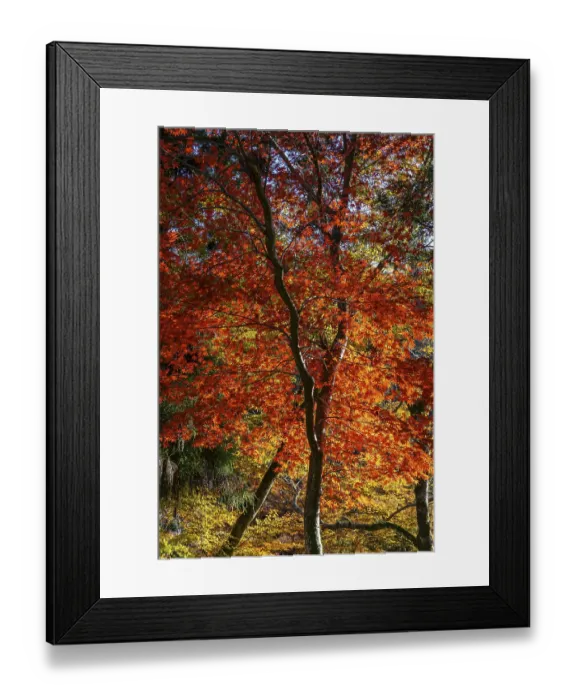Framed Print : Red leaf maple tree in autumn forest under blue sky
