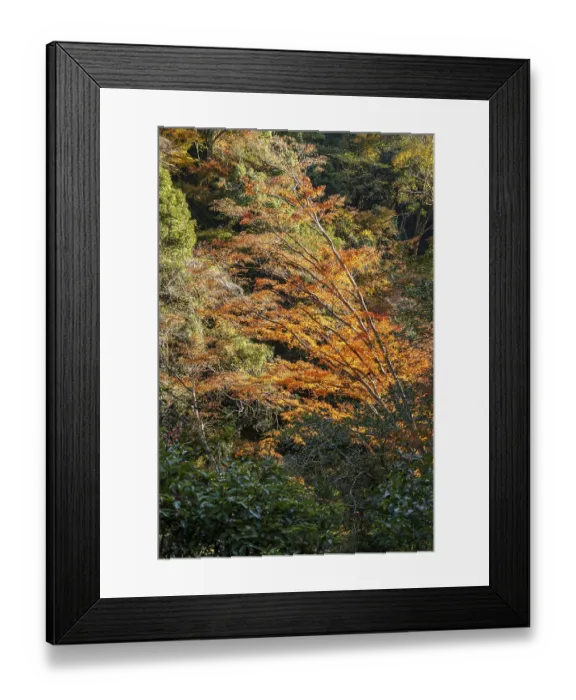 Framed Print : Colorful autumn trees in the forest