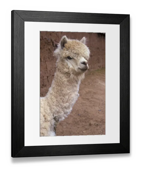 Framed Print : Alpaca, Cusco, Andean highlands
