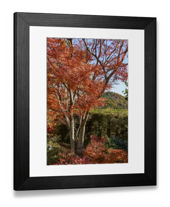 Framed Print : Beautiful tree with deep red leaves against a mountain backdrop in autumn Framed Print : Beautiful tree with deep red leaves against a mountain backdrop in autumn
