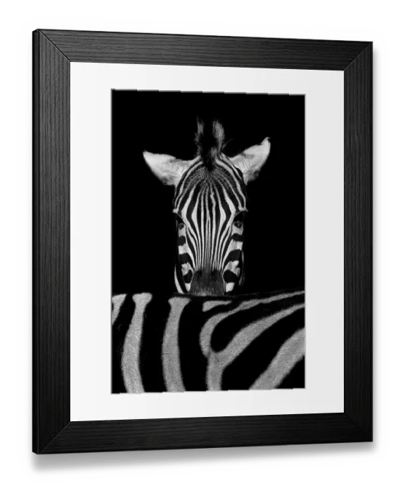 Framed Print : African plains zebra (Equus quagga)