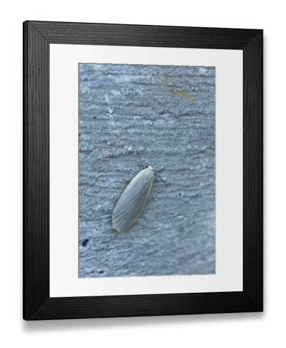 Framed Print : Close-up of common footman (manulea lurideola) moth on wall