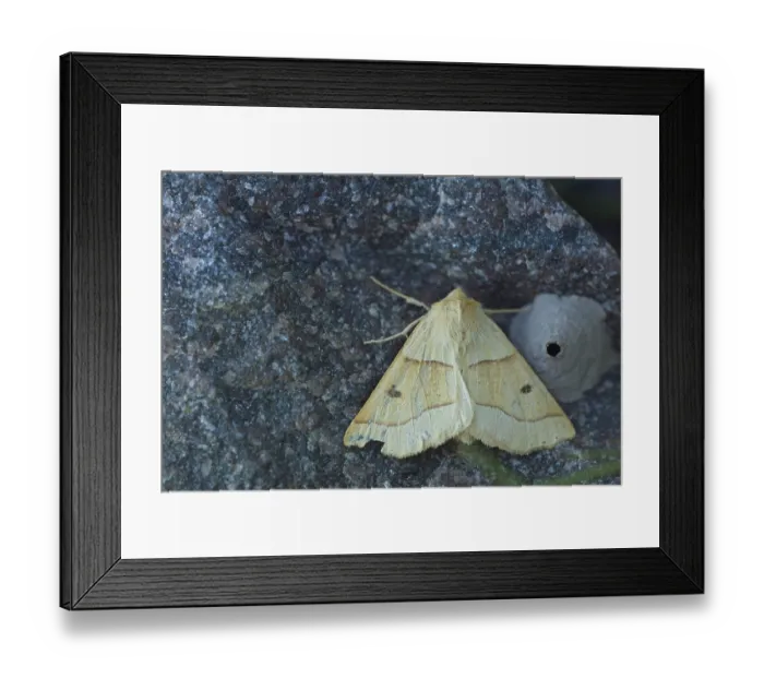Framed Print : Close-up of crocallis albarracina moth on wall
