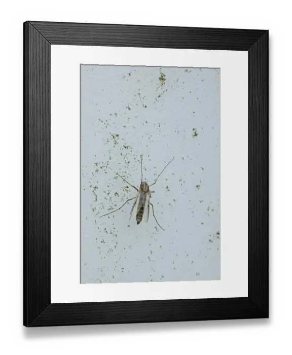 Framed Print : Detailed close-up of flying insect on a wall