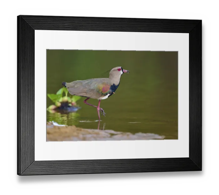 Framed Print : Bird standing in the water with its leg raised