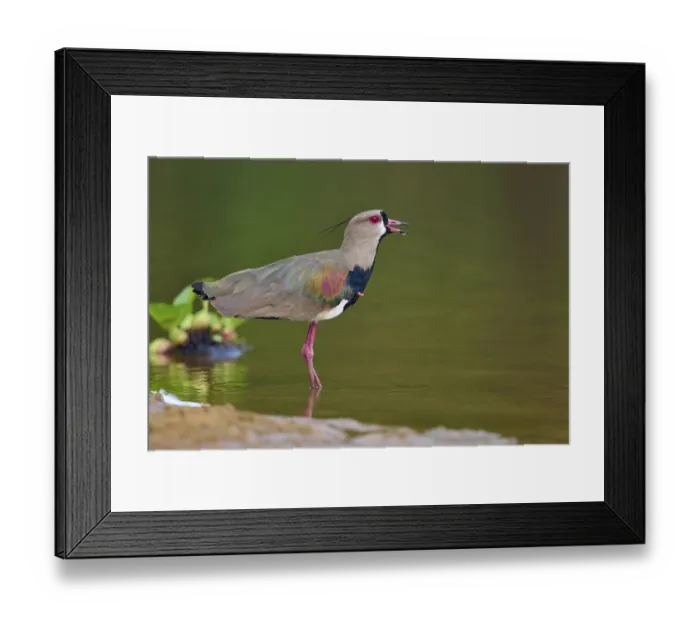 Framed Print : Bird with open beak on the bank of a river