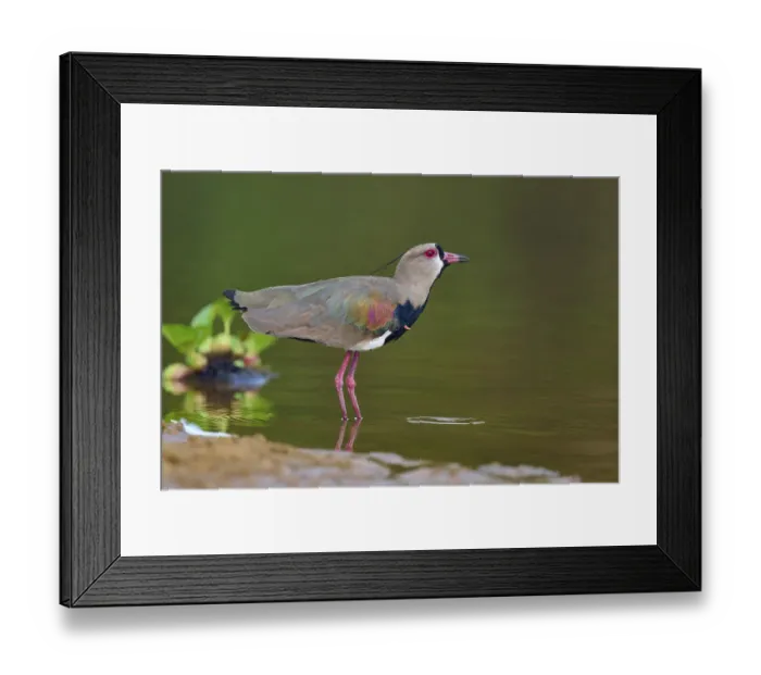 Framed Print : Bird standing at the edge of the water Framed Print : Bird standing at the edge of the water
