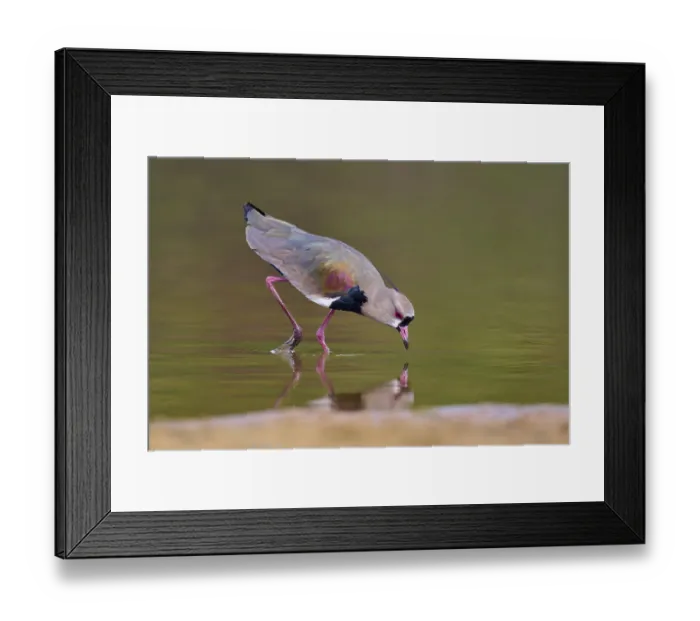 Framed Print : Bird bends down to drink, its reflection appears in the water