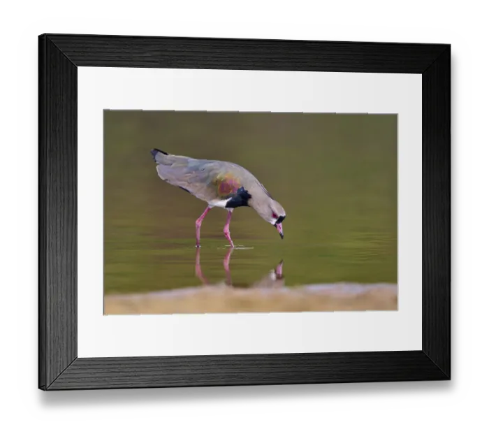 Framed Print : Bird leaning forward over the river for a drink of water Framed Print : Bird leaning forward over the river for a drink of water