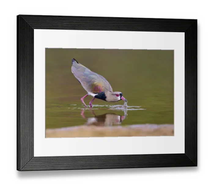 Framed Print : Bird dipping its beak into the water
