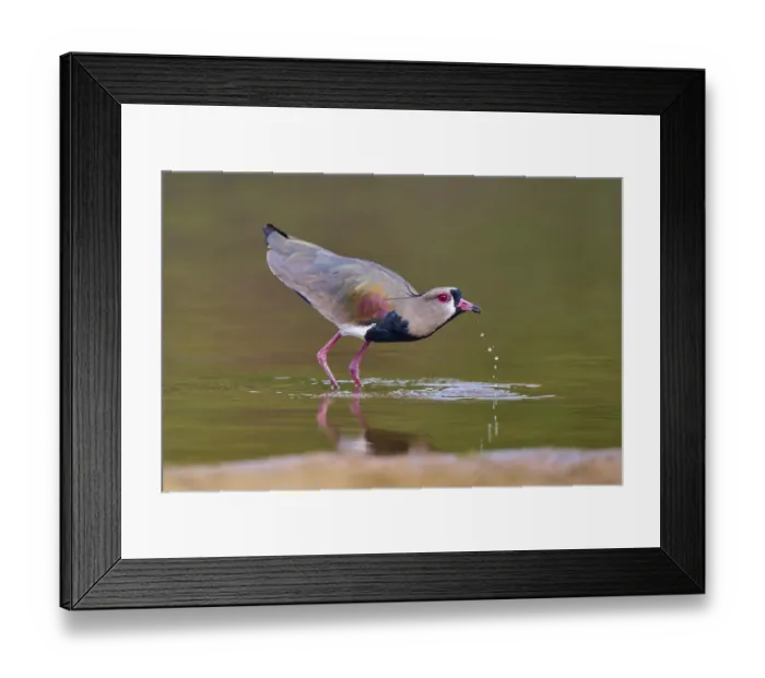 Framed Print : Bird on water bank with drops, vivid colours and calm atmosphere