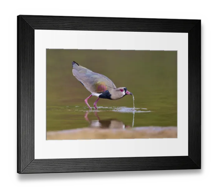 Framed Print : Bird bends over and lets water drip