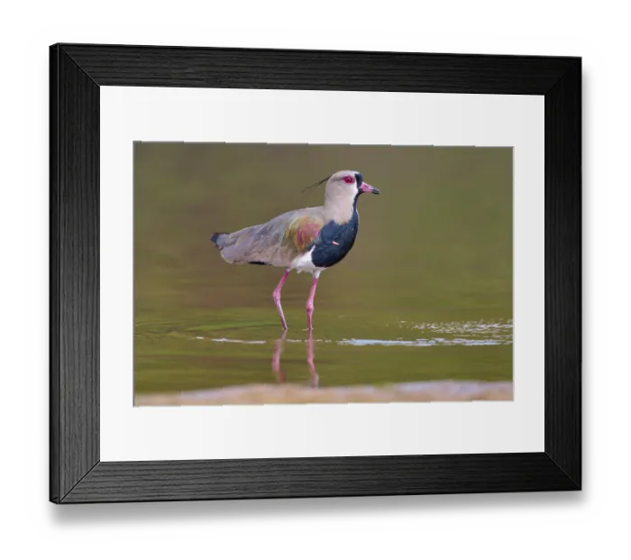 Framed Print : Bird standing upright in water with reflection