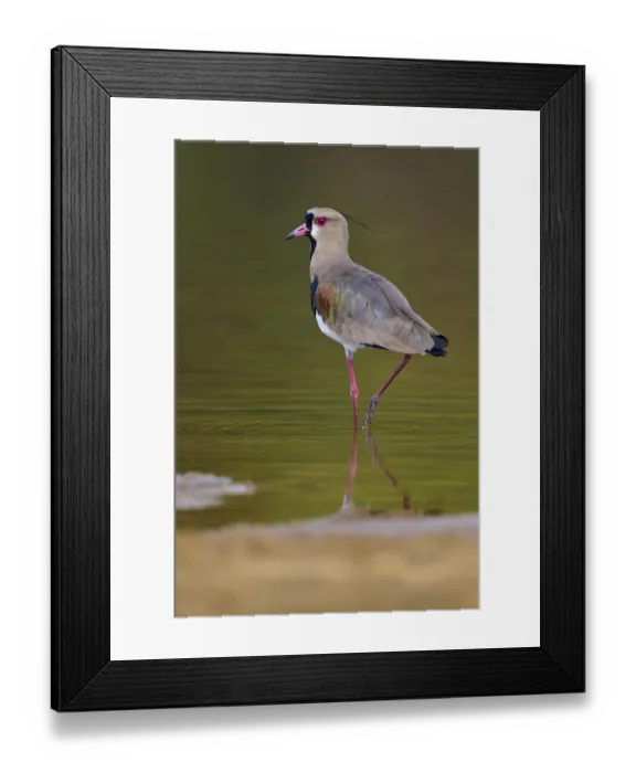 Framed Print : Bird standing in calm water with clear reflection