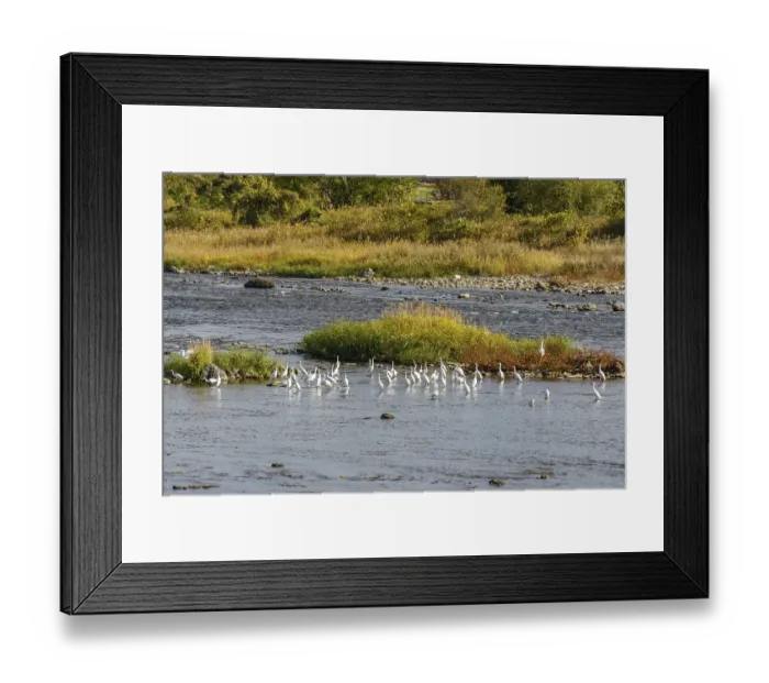 Framed Print : A group of birds on small islands in a river