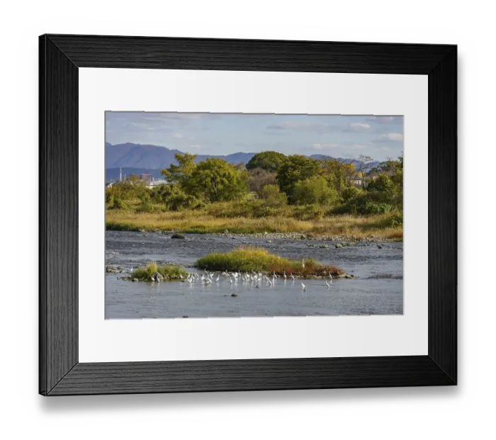 Framed Print : Birds gather on river islands in a vast landscape surrounded by trees