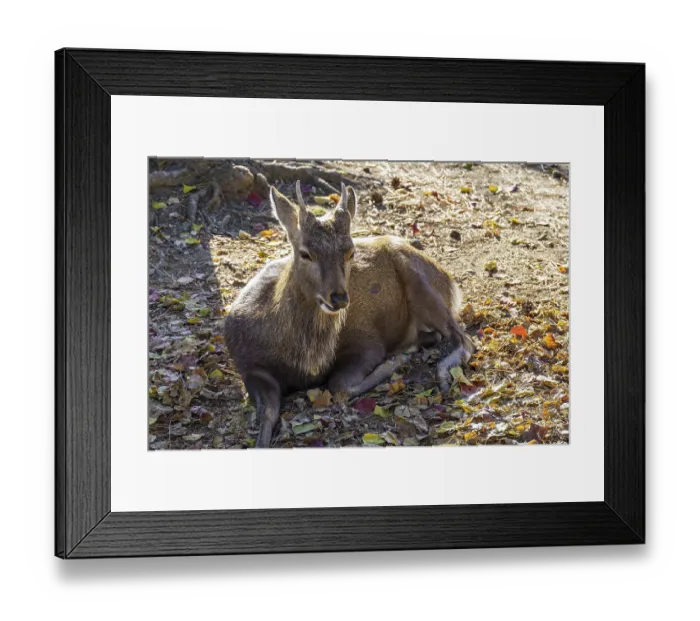 Framed Print : A deer resting in partial shade on the leafy ground
