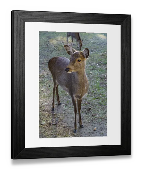 Framed Print : An upright deer looks around curiously