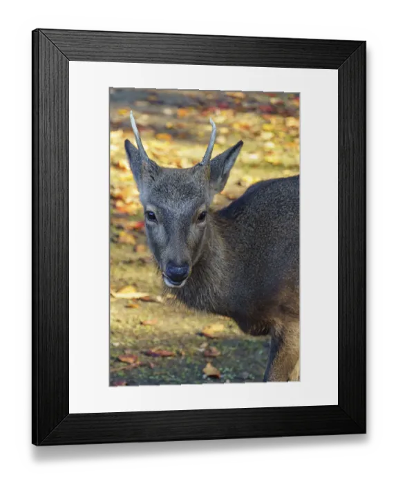 Framed Print : A deer with small horns looks out of an autumn environment