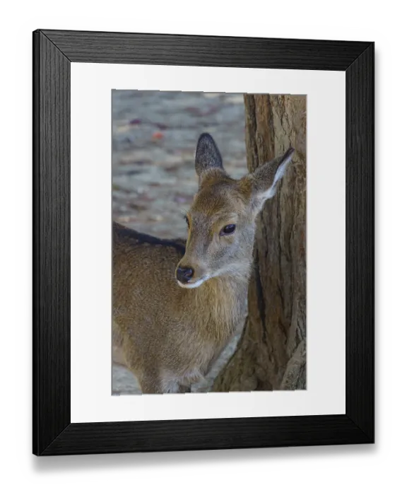 Framed Print : Young deer leaning against a tree and looking intently at the surrounding area