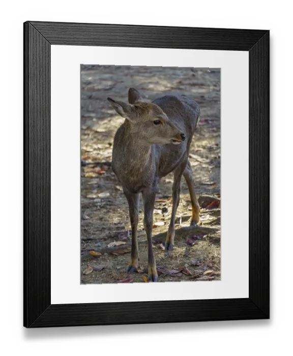 Framed Print : Young deer standing on a forest floor surrounded by fallen leaves