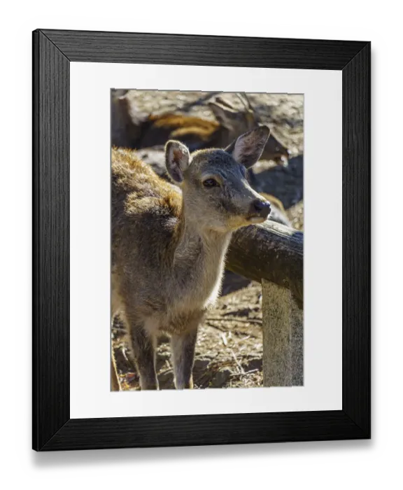 Framed Print : A young deer leaning against a wooden railing in sunlight