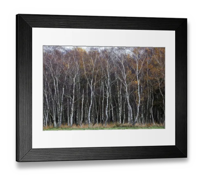 Framed Print : Birch forest, autumn coloured birch trees (Betula)