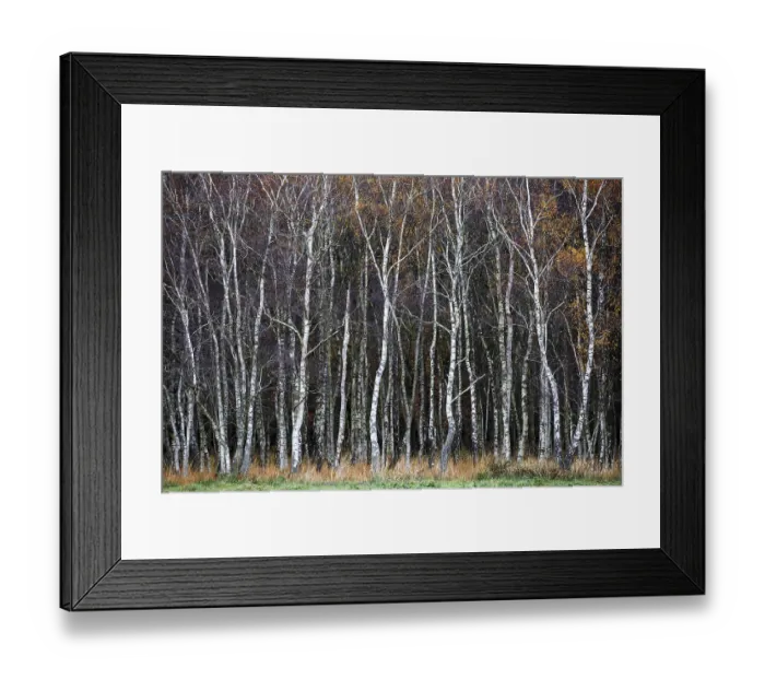 Framed Print : Birch forest, autumn coloured birch trees (Betula) Framed Print : Birch forest, autumn coloured birch trees (Betula)