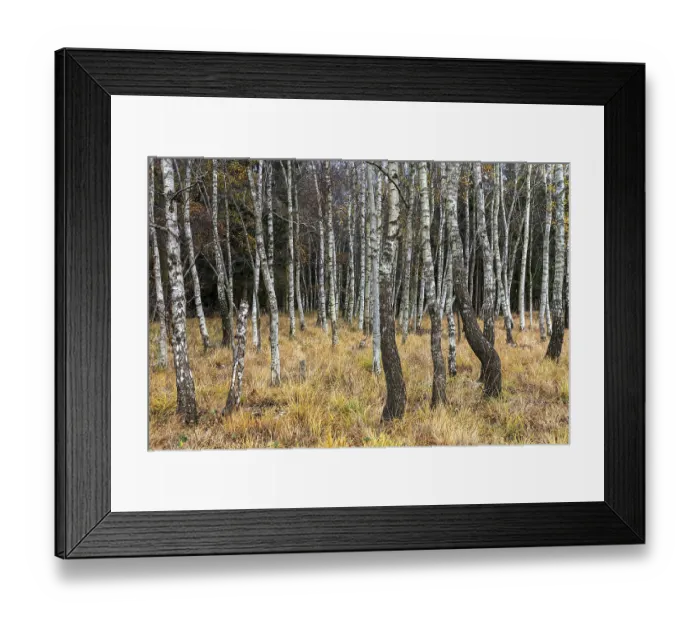 Framed Print : Birch forest, autumn coloured birch trees (Betula)
