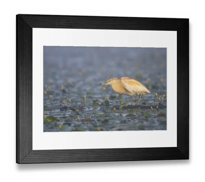Framed Print : Squacco Heron (Ardeola ralloides) in the fog Hungary Framed Print : Squacco Heron (Ardeola ralloides) in the fog Hungary