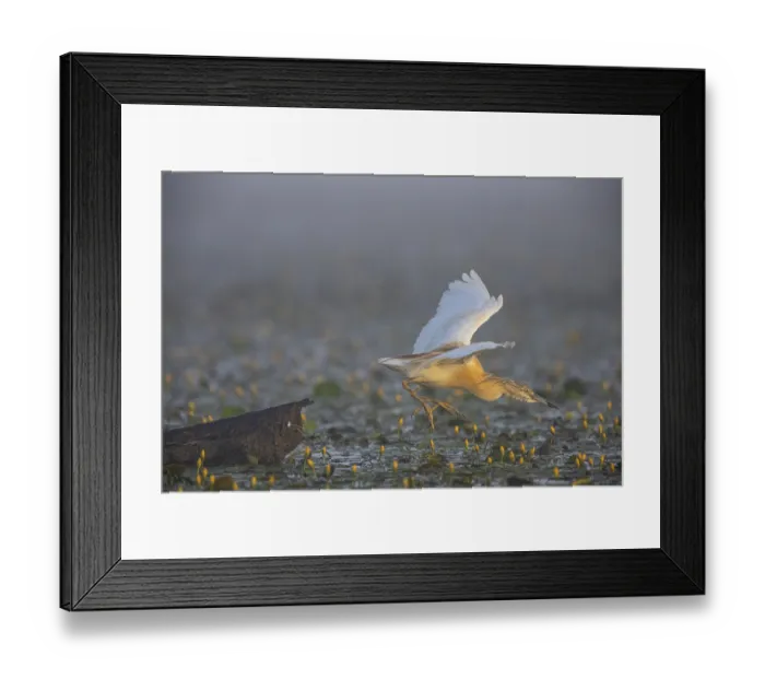 Framed Print : Squacco Heron (Ardeola ralloides) in the fog Hungary