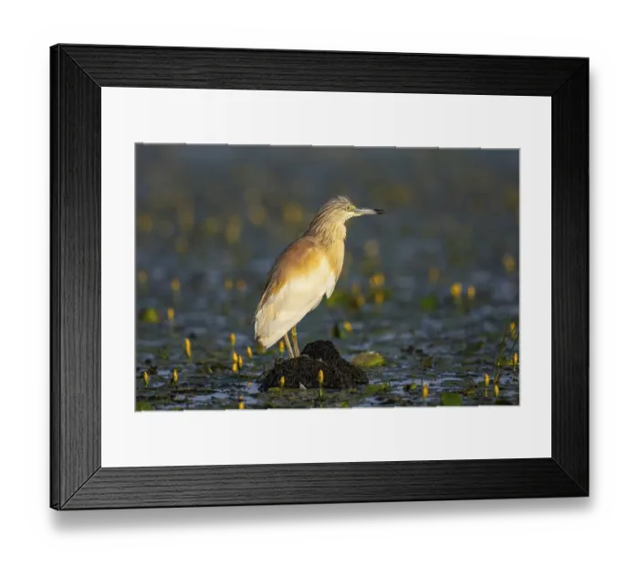 Framed Print : Squacco Heron (Ardeola ralloides) in the fog Hungary Framed Print : Squacco Heron (Ardeola ralloides) in the fog Hungary