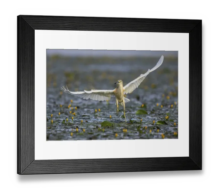 Framed Print : Squacco Heron (Ardeola ralloides) in the fog Hungary