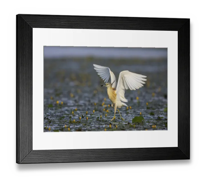 Framed Print : Squacco Heron (Ardeola ralloides) in the fog Hungary