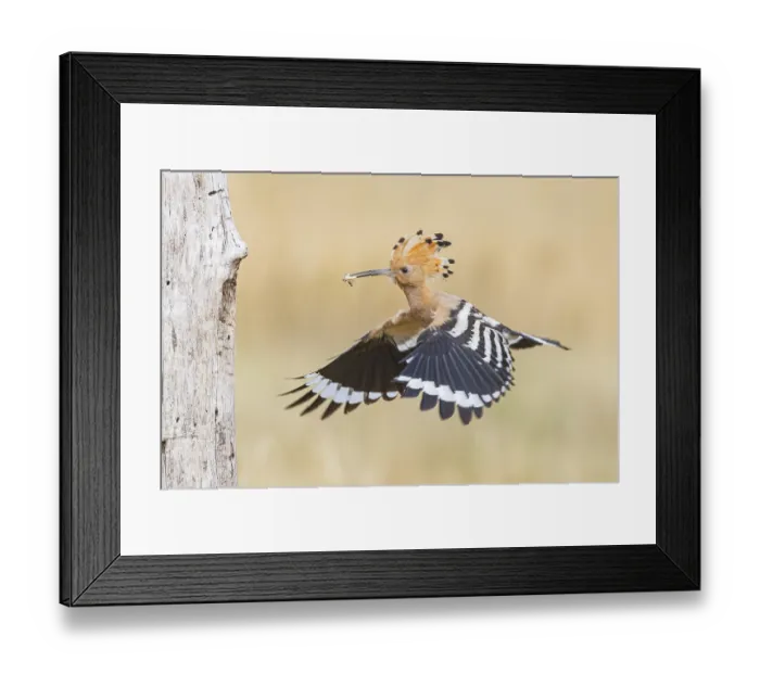Framed Print : Hoopoe (Upupa epops) Hungary