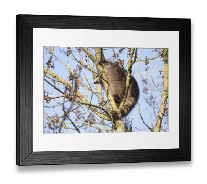 Framed Print : A cute raccoon sleeps relaxed on a tree between the branches and enjoys the warm winter sun Framed Print : A cute raccoon sleeps relaxed on a tree between the branches and enjoys the warm winter sun