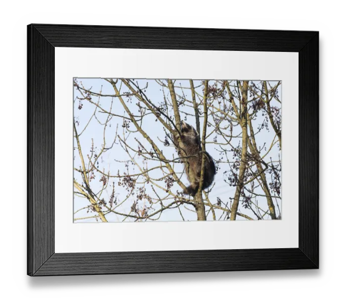 Framed Print : A cute raccoon sleeps relaxed on a tree between the branches and enjoys the warm winter sun