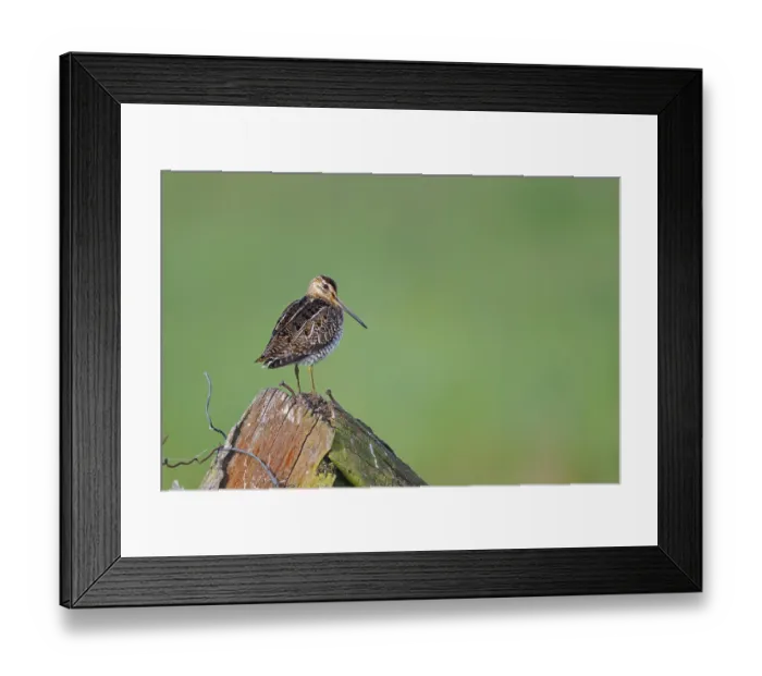 Framed Print : Common snipe (Gallinago gallinago) sitting on a pole Framed Print : Common snipe (Gallinago gallinago) sitting on a pole