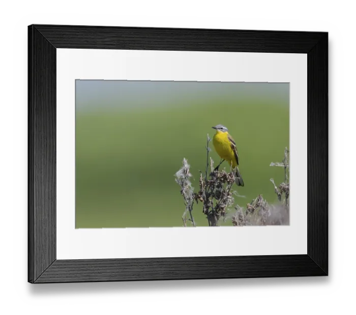 Framed Print : Meadowtail male, Motacilla flava