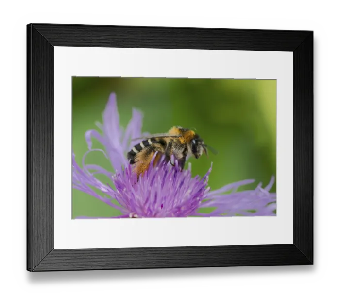 Framed Print : Brown-rumped trouser bee (Dasypoda hirtipes) on knapweed flower Framed Print : Brown-rumped trouser bee (Dasypoda hirtipes) on knapweed flower