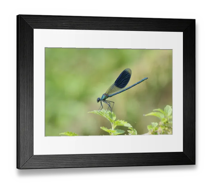Framed Print : Banded dragonfly male, Calopteryx splendens