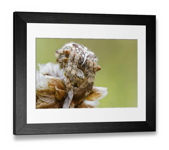 Framed Print : Garden spider, Araneus diadematus Framed Print : Garden spider, Araneus diadematus