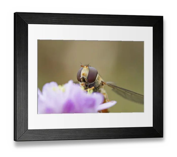 Framed Print : Hoverfly, Episyrphus balteatus